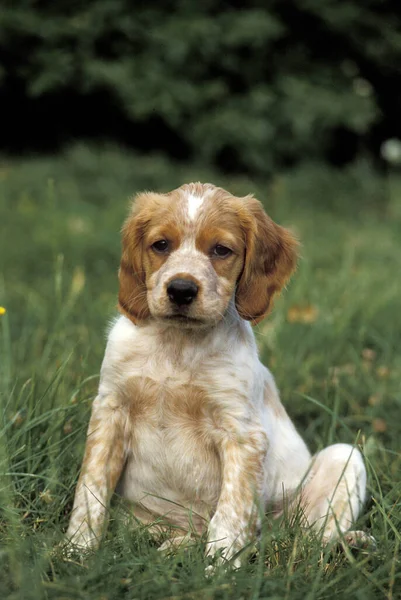 Brittany Spaniel Cub Siedzi Trawie — Zdjęcie stockowe