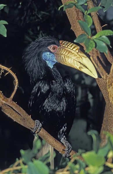 Hornbill Guirnalda Aceros Undulatus Mujer Pie Rama — Foto de Stock