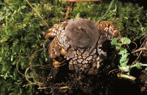 Champignon Geastrum Fornicatum Fond Naturel — Photo