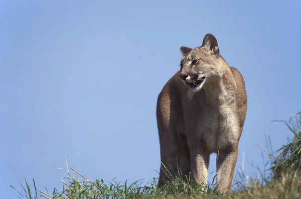 Kuguar Puma Concolor Dorosły Montana — Zdjęcie stockowe