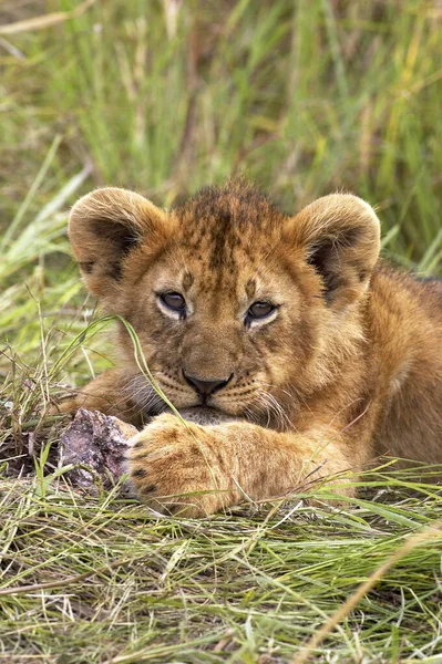 Afrikai Oroszlán Panthera Leo Cub Masai Mara Parkban Kenyában — Stock Fotó