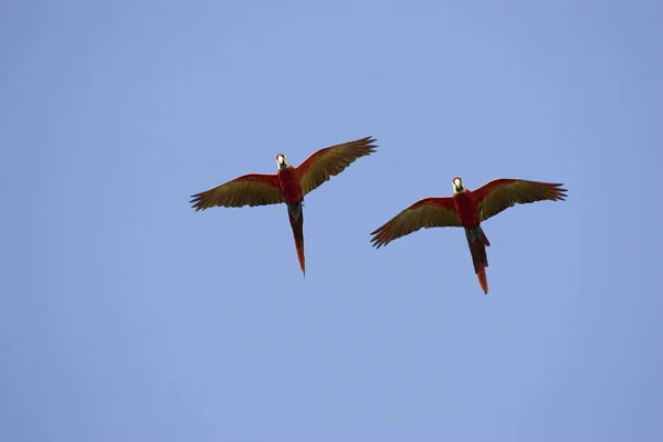 Scarlet Macaw Ara Macao Par Flykt Los Lianos Venezuela — Stockfoto