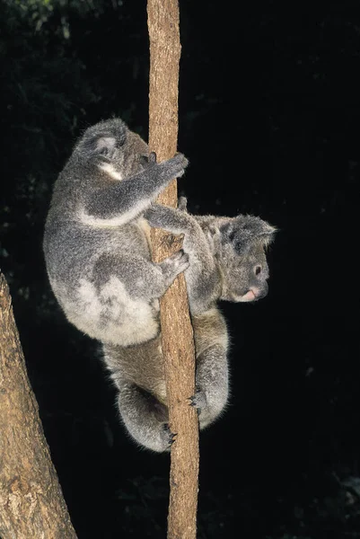 Koala Phascolarctos Cinereus Dorośli Stojący Oddziale Australia — Zdjęcie stockowe