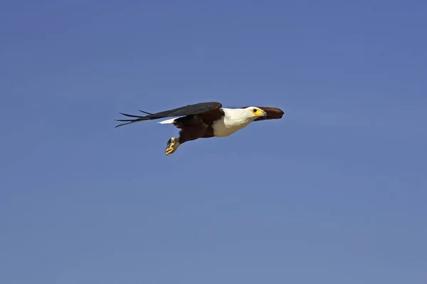 Afrikanischer Fischadler Haliaeetus Vozifer Erwachsener Flug Baringo See Kenia — Stockfoto