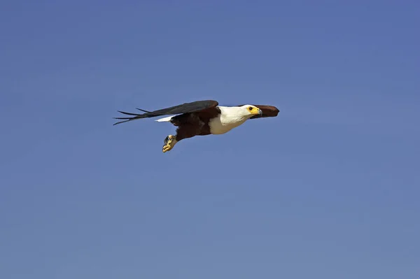 Afrika Balık Kartalı Haliaeetus Vocifer Uçan Yetişkin Kenya Baringo Gölü — Stok fotoğraf