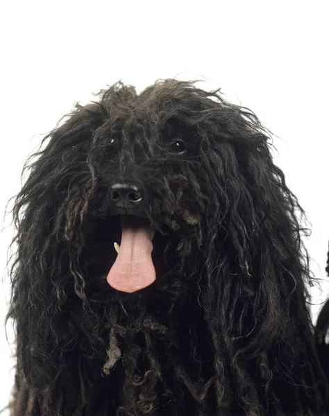 Macar Puli Köpeği Portre — Stok fotoğraf