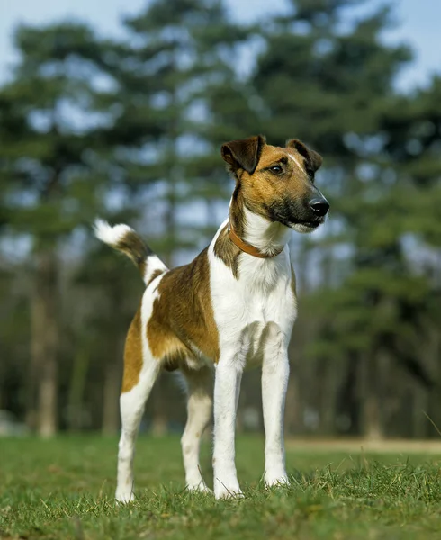 Smooth Fox Terrier, Dog standing on grass, Wearing Collar