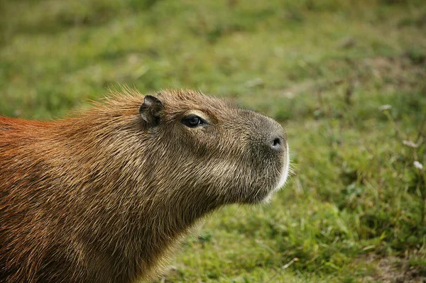 Capivara Hydrochoerus Hydrochaeris Pantanal Brasil — Fotografia de Stock