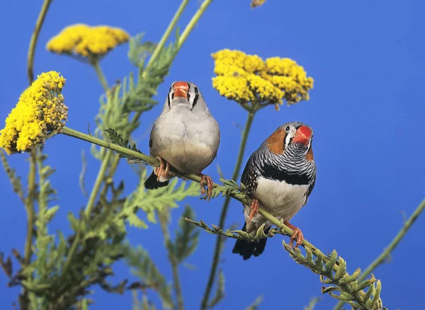 Zebra Finch Taeniopygia Guttata Paire — Photo