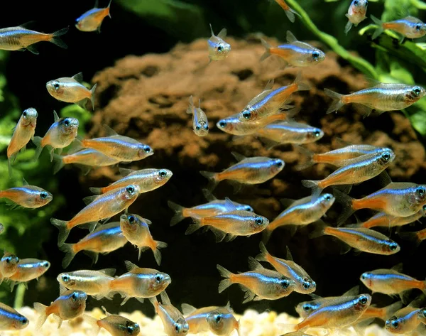 Neon Tetra Paraceirodon Innesi — Foto Stock