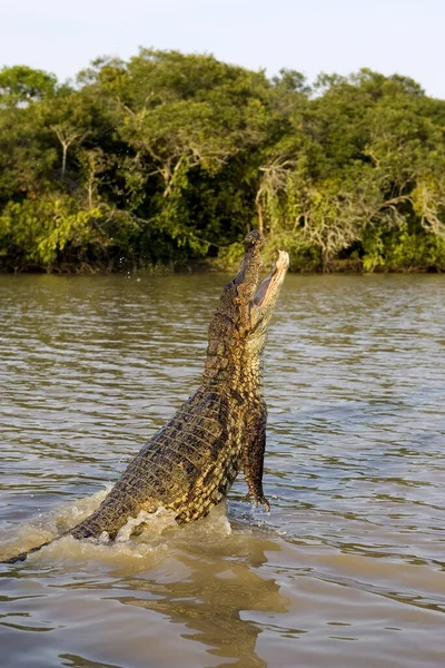 Caiman Espetacular Crocodilo Caiman Salto Adulto Rio Los Lianos Venezuela — Fotografia de Stock