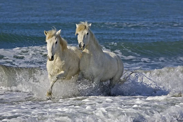 Caballo Camarga Pareja Playa Saintes Maries Mer Sureste Francia — Foto de Stock