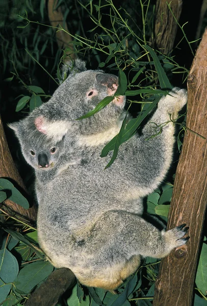 Koala Phascolarctos Cinereus Mãe Joey — Fotografia de Stock