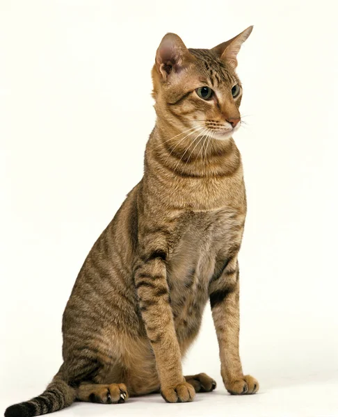 Brown Tabby Oriental Domestic Cat Vor Weißem Hintergrund — Stockfoto