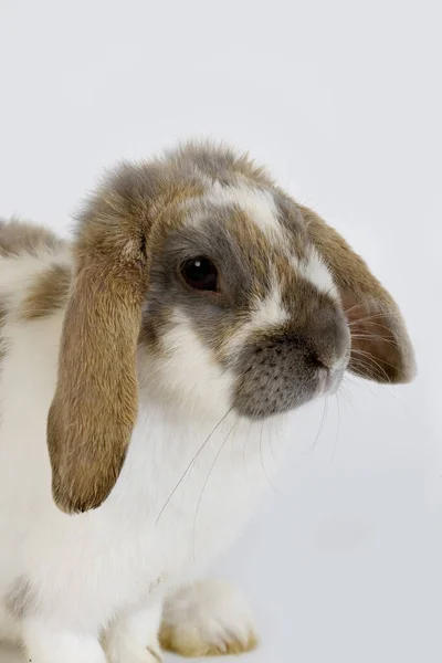Lop Eared Domestic Rabbit Adult White Background — 图库照片