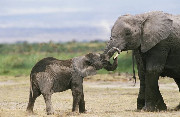 African Elephant Loxodonta Africana Femand Calf Park Masai Mara Kenii — Zdjęcie stockowe