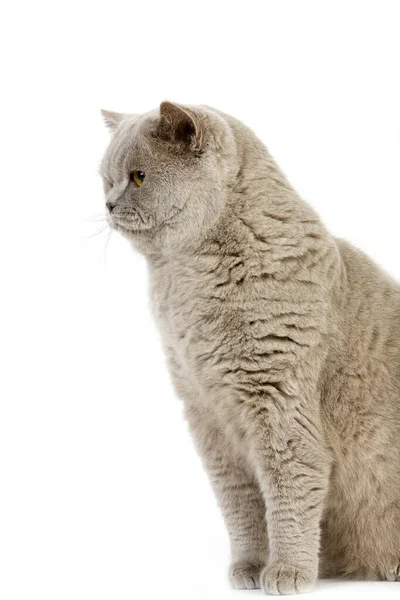 Lilac Cream British Shorthair Domestic Cat Hombre Pie Contra Fondo —  Fotos de Stock