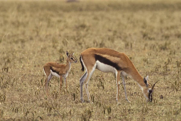 Thomson Gazelle Gazella Thomsoni Moeder Jonge Masai Mara Park Kenia — Stockfoto