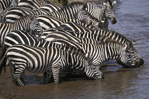 Burchell's Zebra, equus burchelli, Herd Drinking at River, Masai Mara Park in Kenya