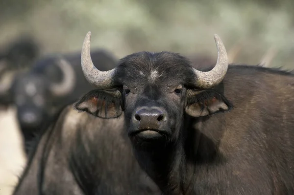 Afrikai Buffalo Syncerus Caffer Pokol Kapu Park Kenyában — Stock Fotó