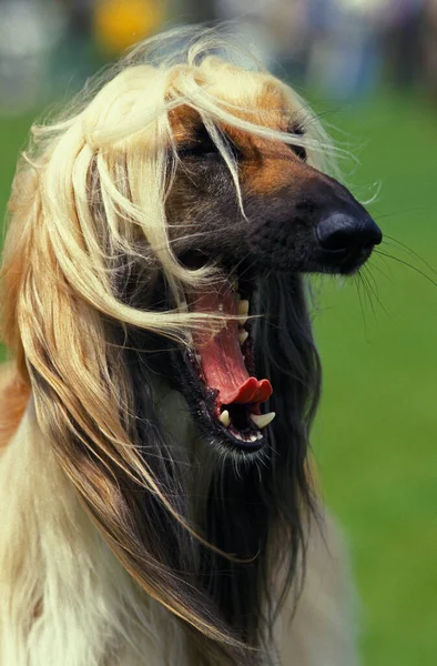 Portrait Afghan Hound Yawning — Stock Photo, Image