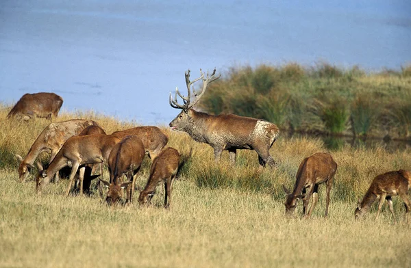 Veado Vermelho Elaphus Stag Seu Harém — Fotografia de Stock