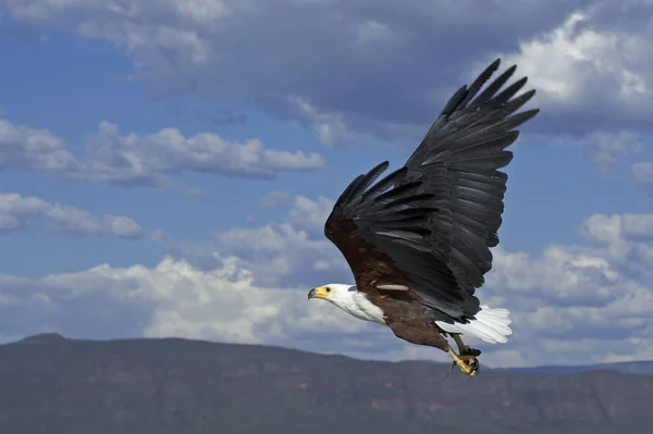 African Fish Eagle Haliaeetus Vocifer Adult Flight Fish Its Claws — Stock fotografie