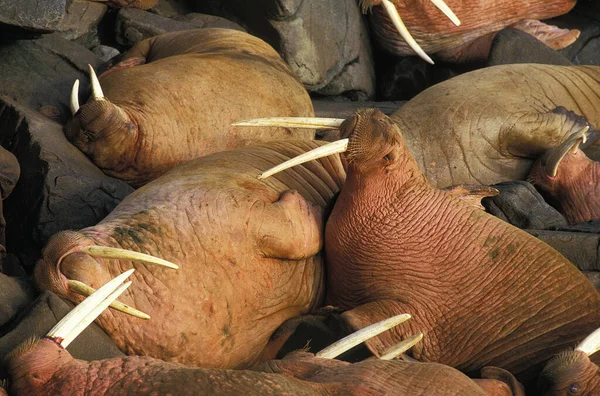 Walrus Odobenus Rosmarus Colony Island Alaska — стокове фото
