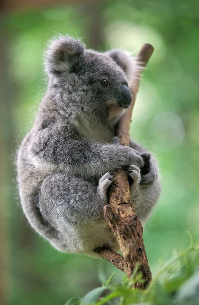Koala Phascolarctos Cinereus Naturlig Bakgrund — Stockfoto