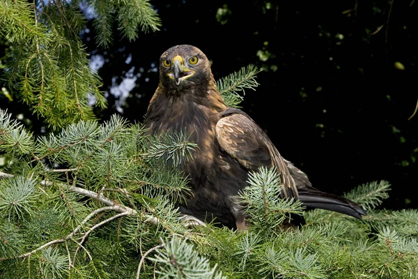 Águila Dorada Aquila Chrysaetos Adulto Llamando — Foto de Stock