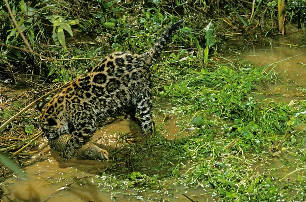 Jaguar Panthera Onca Cub Med Fisk — Stockfoto