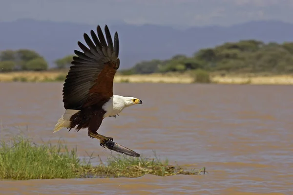 Afrikansk Fish Eagle Haliaeetus Vocifer Vuxen Flight Fiske Vid Baringosjön — Stockfoto