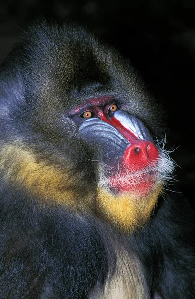 Mandrill Esfinge Mandrilo Retrato Hombre — Foto de Stock