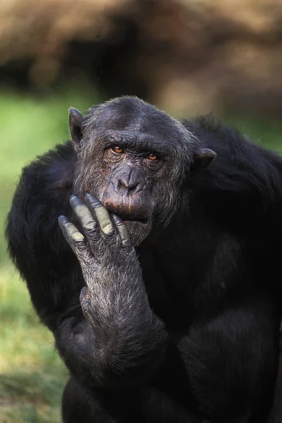 Chimpanzé Troglodytes Pan Cara Engraçada — Fotografia de Stock