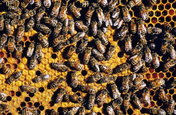 Honey Bee Apis Mellifera Worker Looking Larvae Brood Comb Bee — Stock Photo, Image