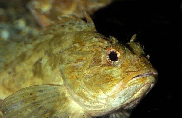 Scorpion Fish Scorpaena Porcus — Stock Photo, Image