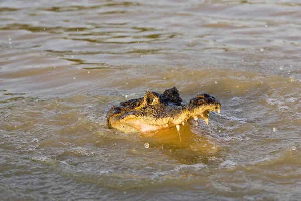 Glasögoncaiman Caiman Krokodilus Vuxen Med Öppen Mun Los Lianos Venezuela — Stockfoto