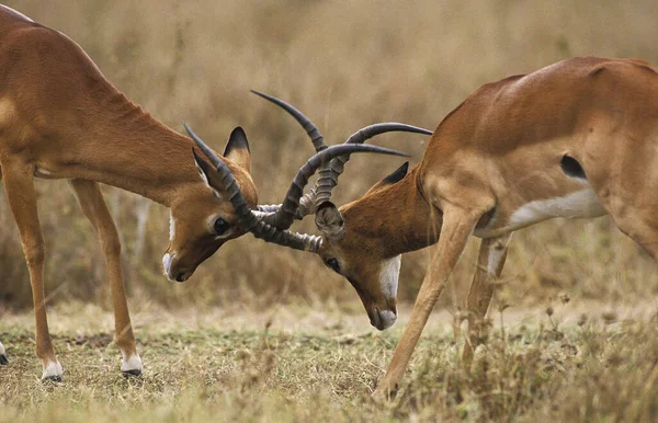 Impala Aepyceros Melampus Walki Mężczyzn Masai Mara Park Kenii — Zdjęcie stockowe