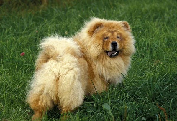 Chow Chow Dog Στέκεται Στο Γρασίδι — Φωτογραφία Αρχείου