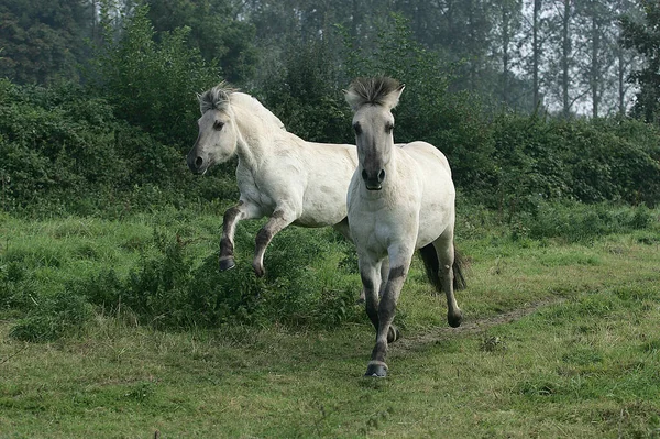 Norwegian Fjord Horse Fundo Natural — Fotografia de Stock