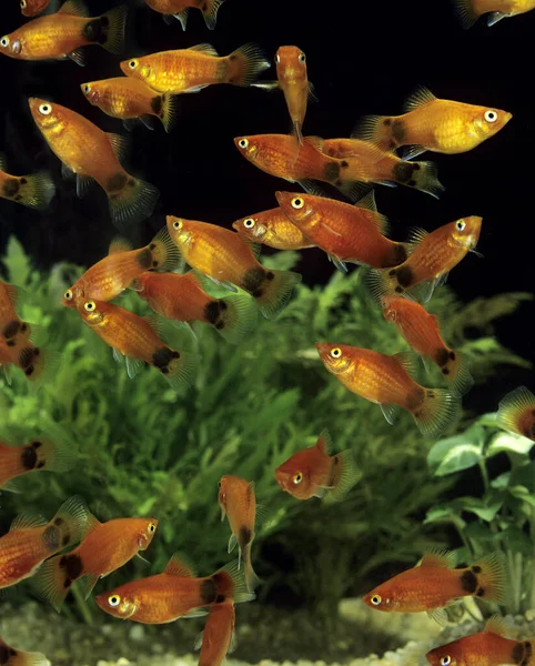 Mickey Mouse Platy Xiphophorus Maculatus — Fotografia de Stock