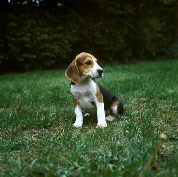 Beagle Dog Pup Sitting Grass — Stock Photo, Image