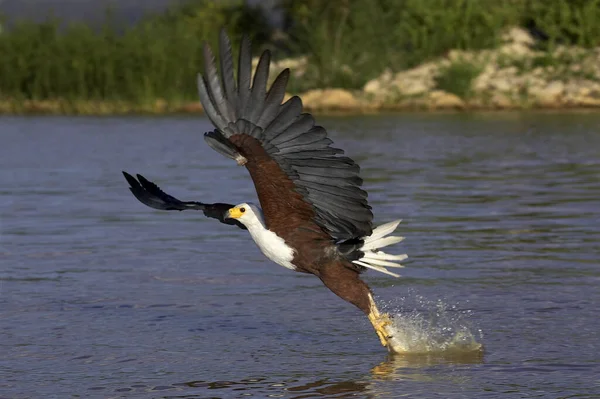 African Fish Eagle Haliaeetus Vocifer Adult Flight Catching Fish Baringo — 스톡 사진