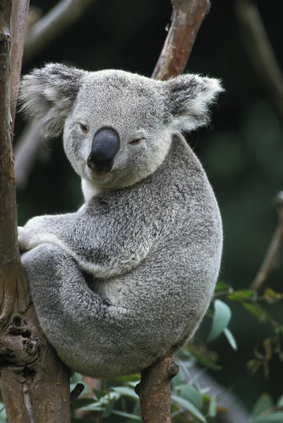 Koala Phascolarctos Cinereus Adult Branch Avustralya Duruyor — Stok fotoğraf