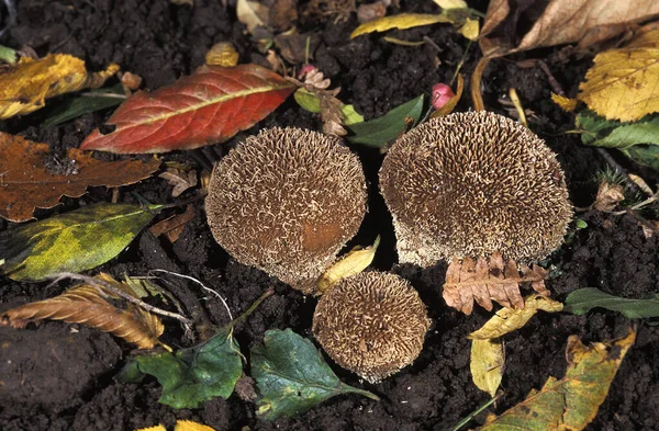 Peluche Épineuse Lycoperdon Echinatum Normandie — Photo