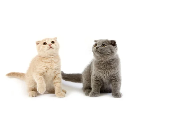 Blue Cream Scottish Fold Domestic Cat Meses Idade Gatinhos Contra — Fotografia de Stock