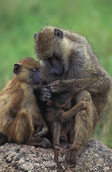 Chacma Baboon Papio Ursinus Mother Youngs Grooming Πάρκο Kruger Στη — Φωτογραφία Αρχείου