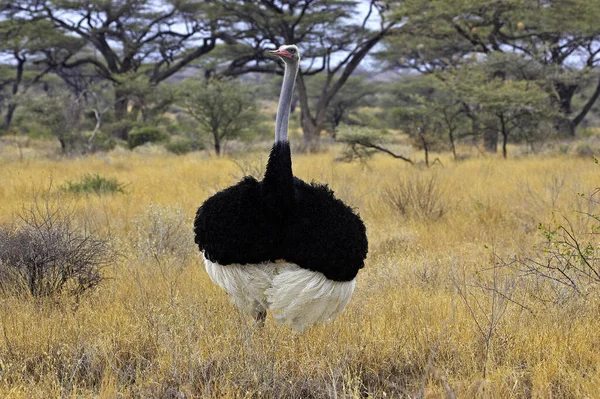 Ostrich Struthio Camelus Male Courtship Display Masai Mara Park Kenya — ストック写真