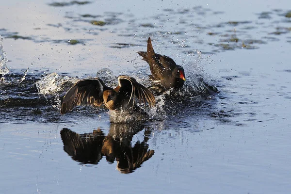 Frecuentes Moorhen Europeo Moorhen Gallinula Chloropus Adulto Inmaduro Agua Normandía — Foto de Stock