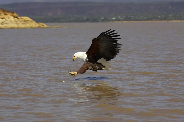 Afrika Balık Kartalı Haliaeetus Vocifer Uçan Yetişkin Yakalayıcı Balık Kenya — Stok fotoğraf